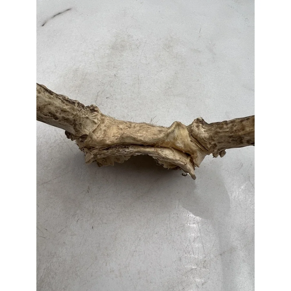 Deer Antlers Skull Plate European Mount 6 Point Real Bone Taxidermy Decor Cabin